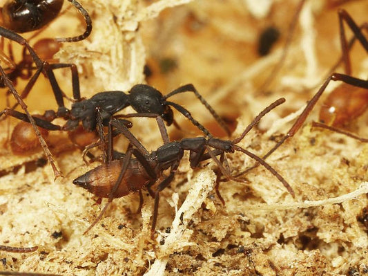 Army ants tolerate multiple evolutions of beetle mimics