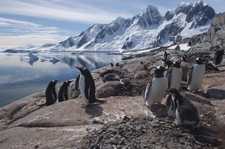 Antarctic penguins in trouble due to climate change