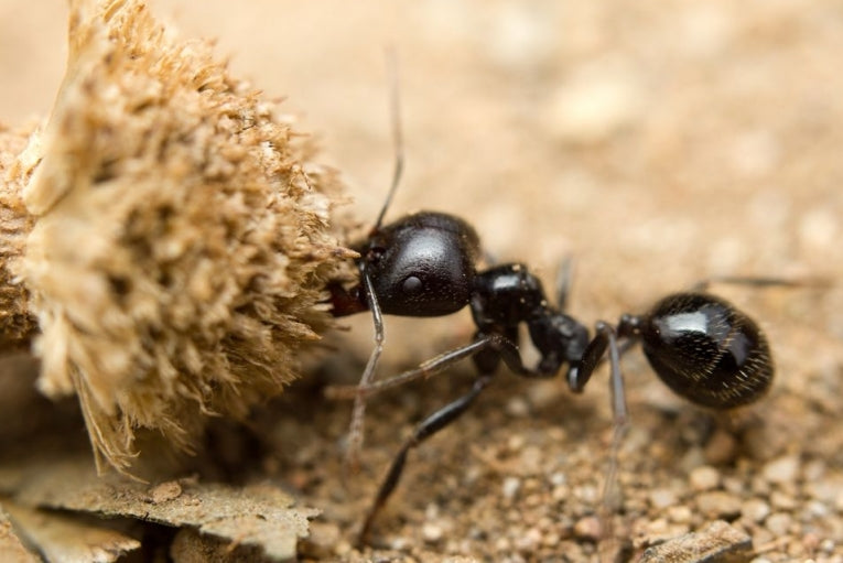 Ants are good at crowd control!