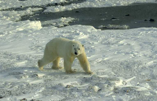 Arctic sea-ice in race to bottom