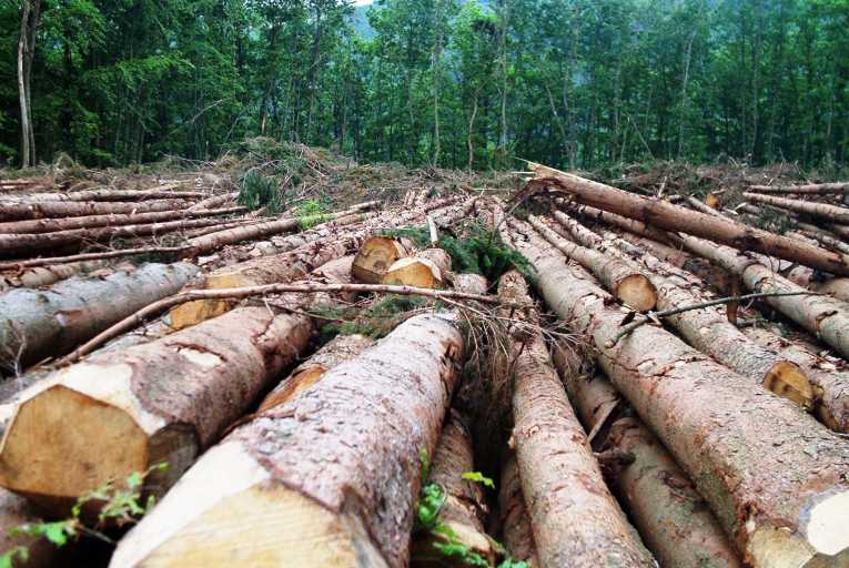 Are efficient stoves the way to halt deforestation?
