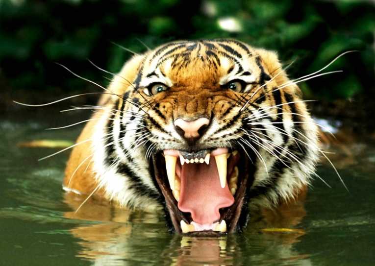 Asian tiger numbers could triple