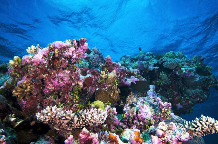 Assessing the vital signs of coral reefs