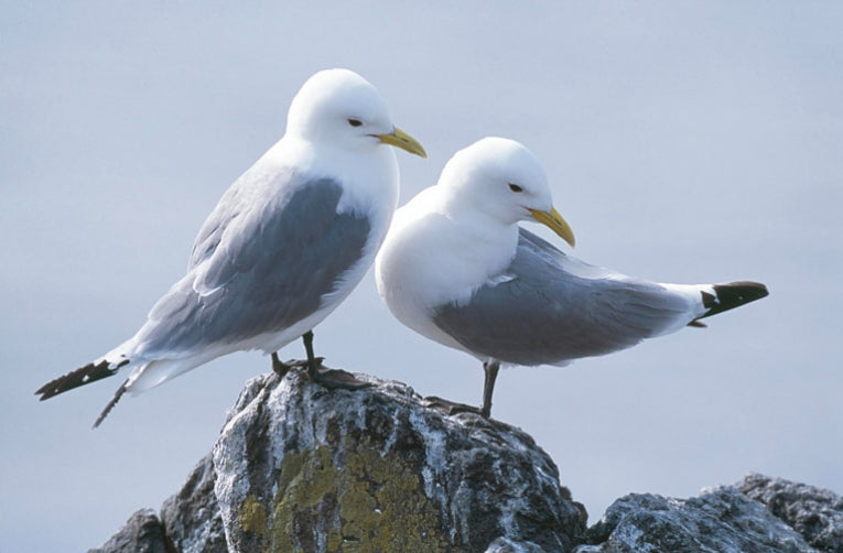Atlantic Seabirds get FAME