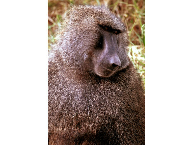 Baboon healing ability linked to social status
