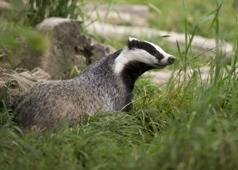 Cull or cure? bovine TB and badgers