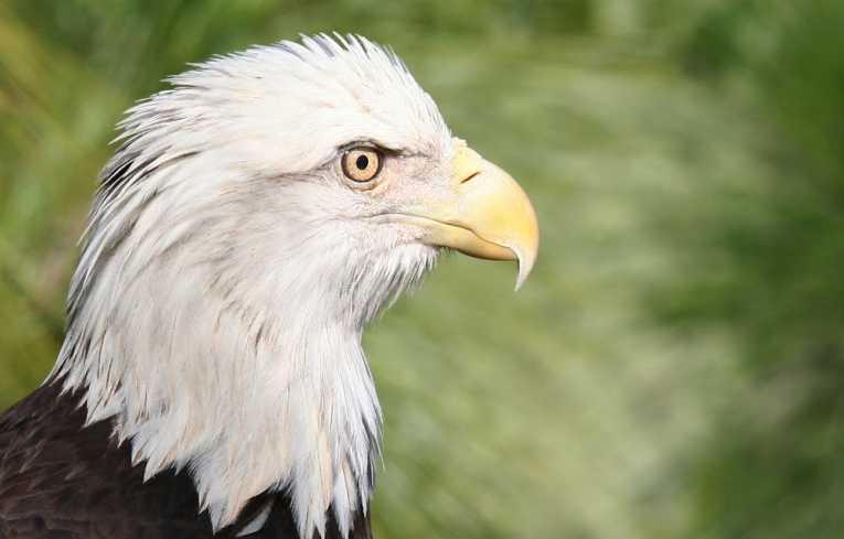 Long way to restoring Bald Eagle Population