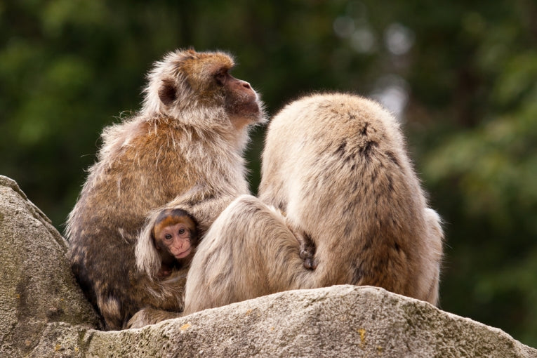 Barbary 'apes' out in the cold