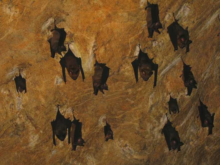 Struggle to halt possible bat extinction