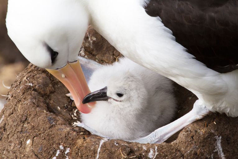 Interesting albatross personalities