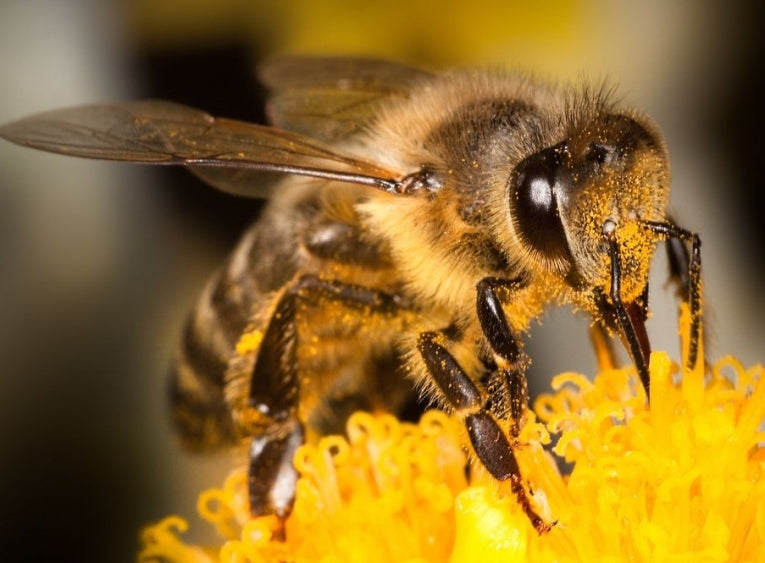 Bee Death - Simple Prevention Efforts You can Do