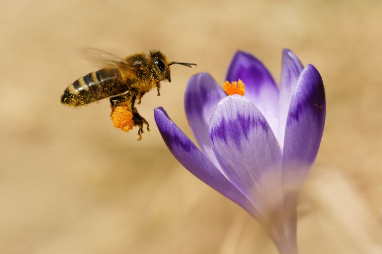 Saving bees with new pesticide