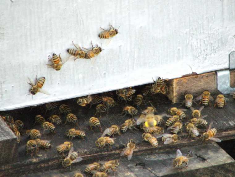 Be a bee fan: New York agrees to beekeepers