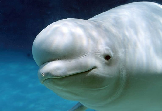 Belugas stop Canadian pipeline