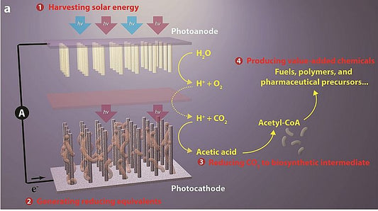 Hybrid  energy: bacteria+solar harvesting!
