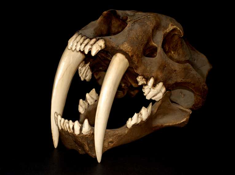 Big teeth and strong arms of saber-toothed cat