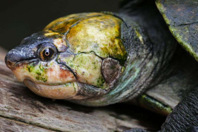 Turtle conservators needed (we mean you)