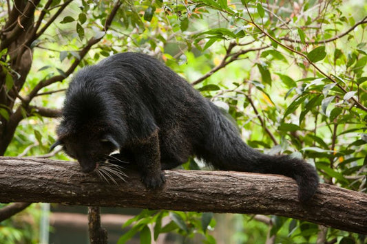 The ultimate rainforest tree thrived in Sundaland.