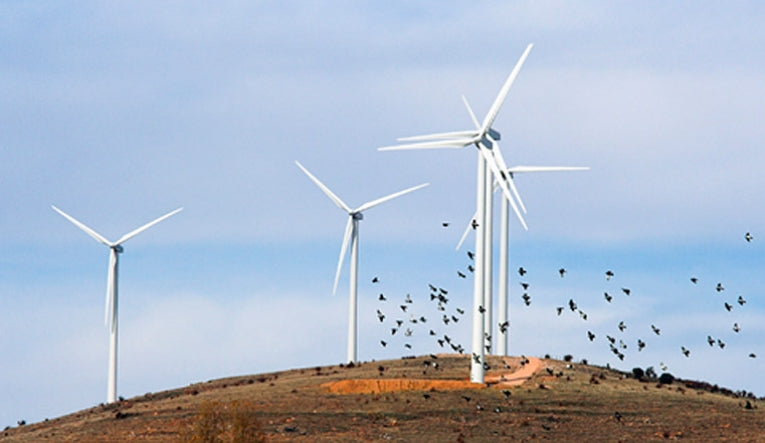 Biodiversity Research Institute studies wind turbine dangers to wildlife