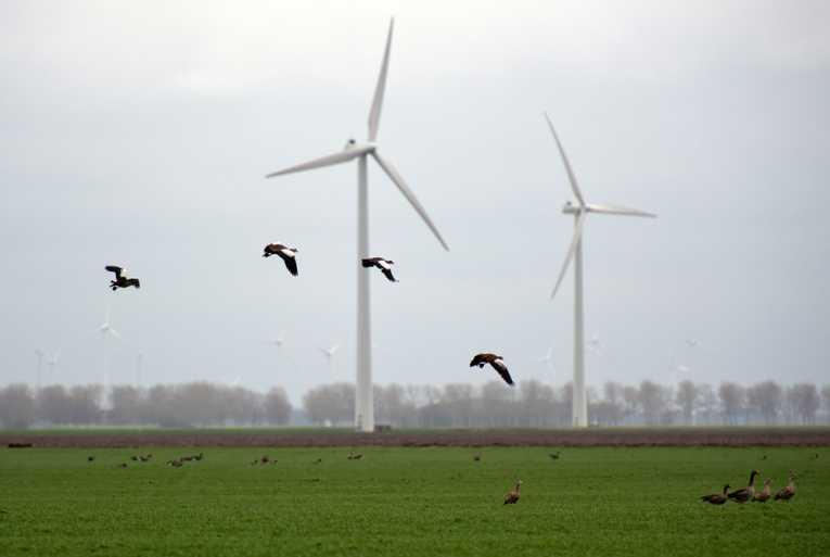 Bird kill during wind farm construction