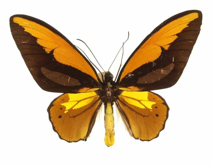 Remember Wallace for his birdwing but conserve this incredible insect too