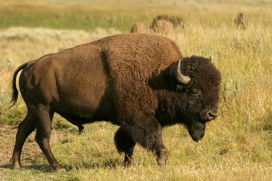 Bison Hazing by Helicopter Sparks Lawsuit