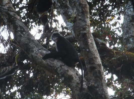 Liu Pu captures black snub-nosed monkeys on camera