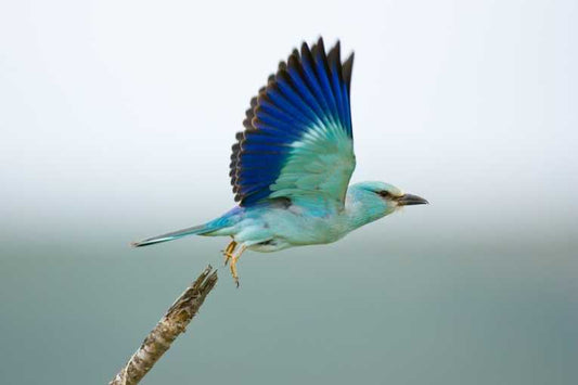 Roller nestlings respond to fear and predation threats by vomiting