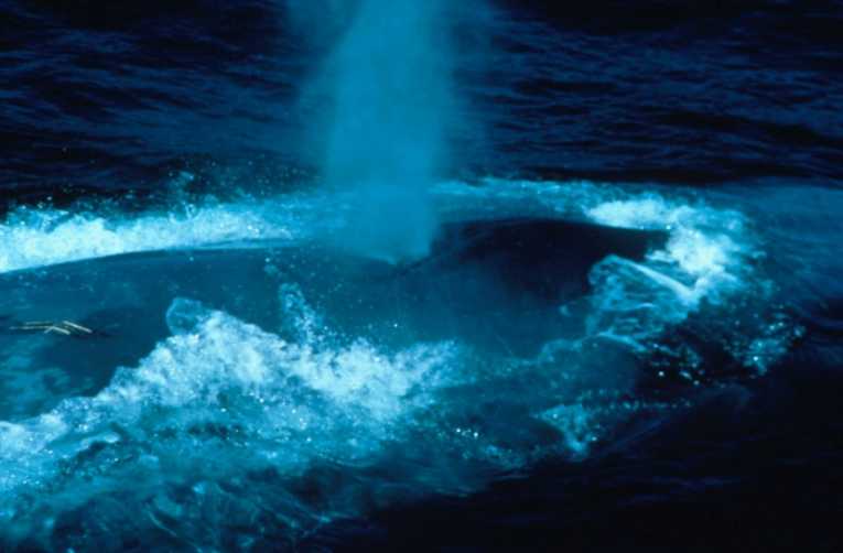 Whales suffering sunburn in Gulf of California