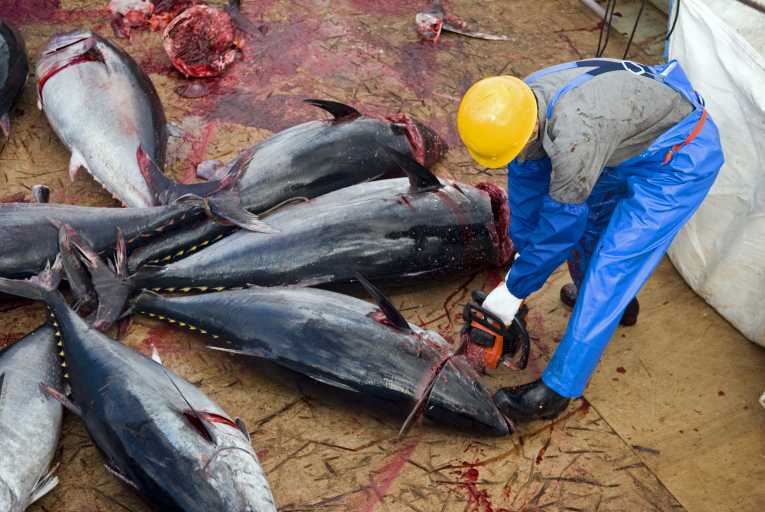 Bluefin tuna at 'risk of collapse' without drastic action