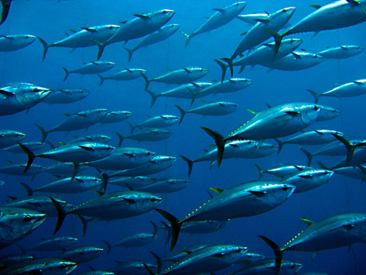 Bluefin tuna - the end?