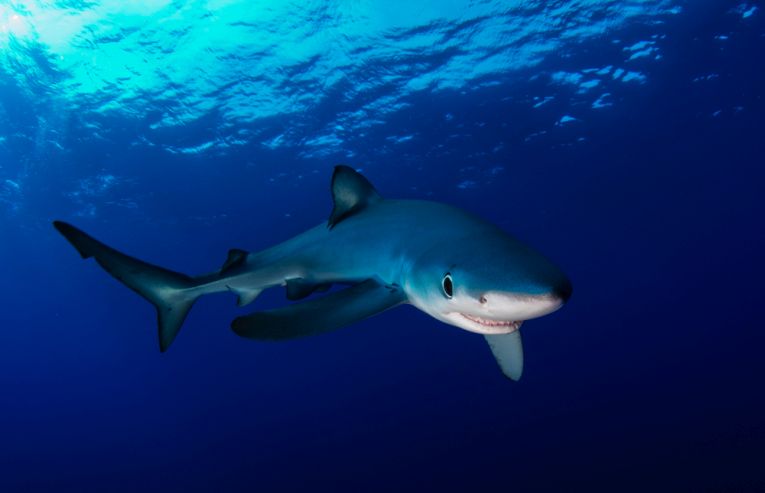 Blue Shark life and death in the Azores