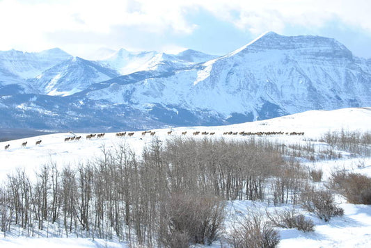 Bold or shy, elk find shooting very selective