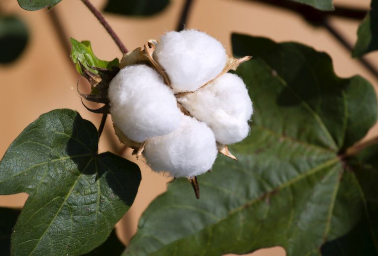 Cotton growers need help