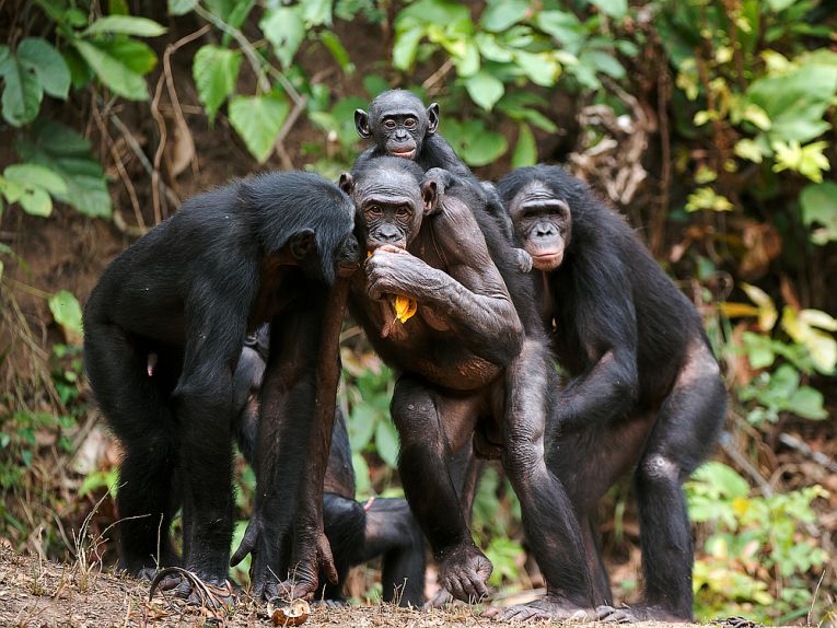 Bonobo, chimpanzee or gambler?
