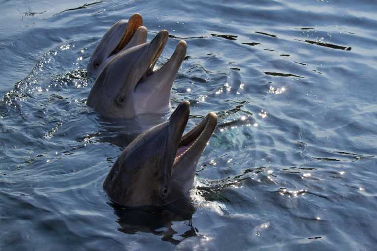 Bottlenose dolphin cooperation with fishermen and how learning enhances social behaviour