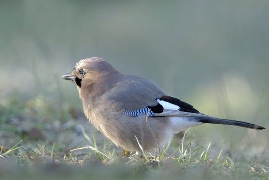 Bouncing bird is the toughest on earth