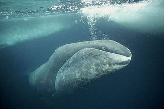 Bowhead whales rock- all winter long.