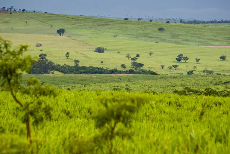 Is Brazil's Cerrado the ''ugly duckling'' of conservation?