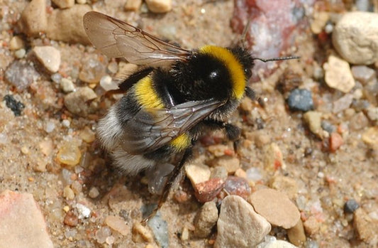 Why the phrase 'Busy as a Bee' may be becoming extinct