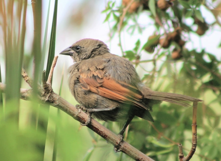 Brood parasites: The South American cuckoo mimics its parents