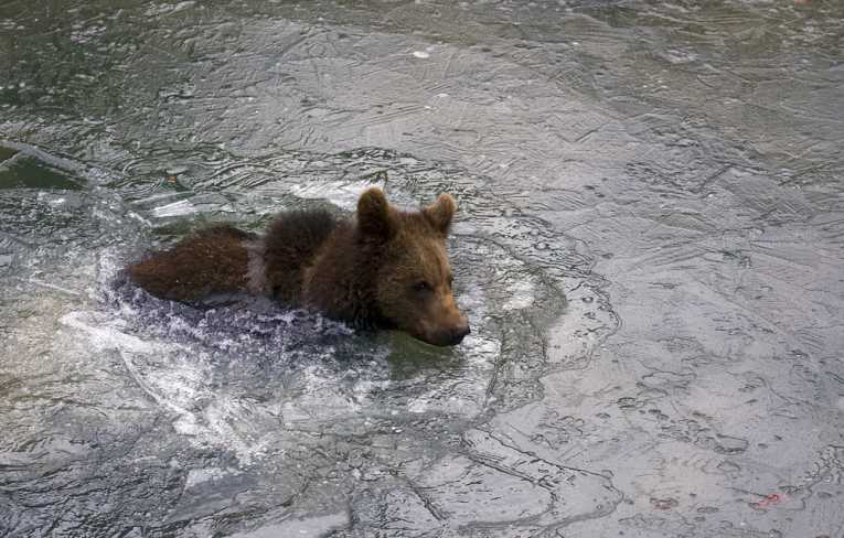 The brown bear uses tools for a scrub down