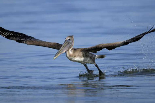 Gulf Wildlife and Wetlands Vulnerable, says NWF