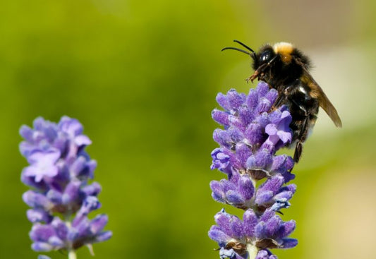 Bee visitors and their policing