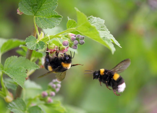 Surprise in bee reproduction