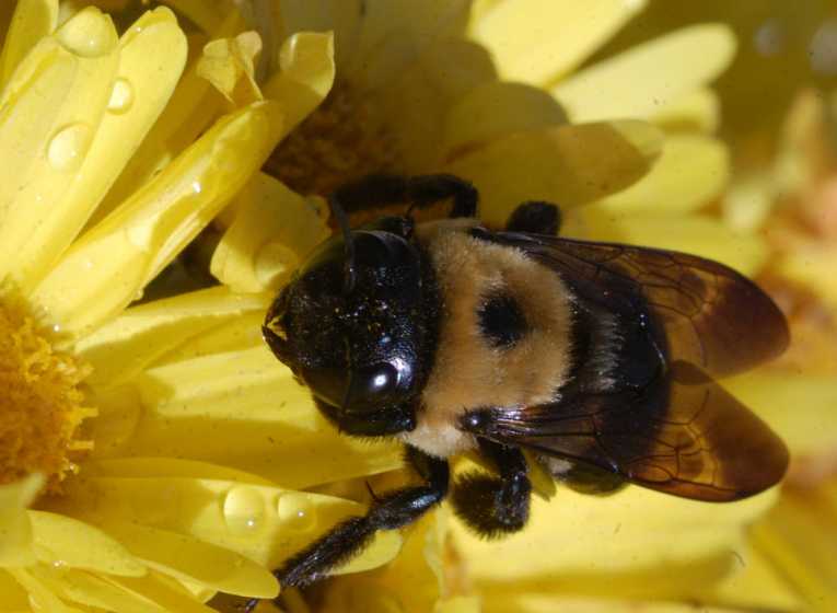 Bumblebee Paper by 8 to 10-year-olds published by Royal Society