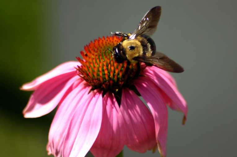 US research highlights the plight of the bumblebee, numbers rapidly declining