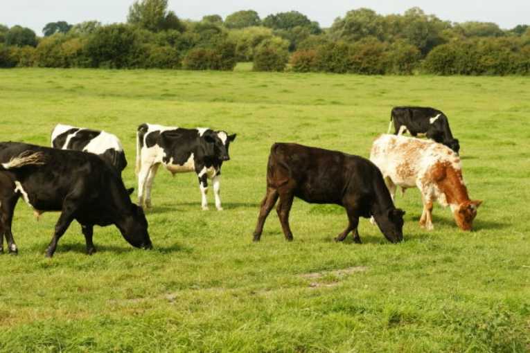 Burping cows depleting ozone layer, Irish study finds
