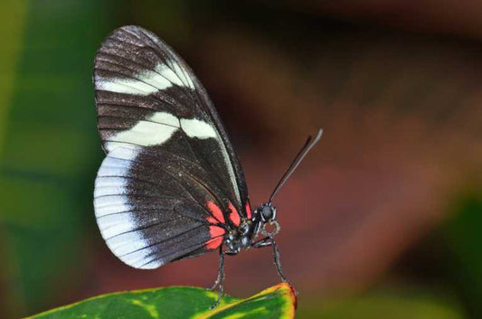 Butterflies benefit from being social