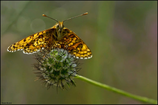 Butterflies Blown Away in the Baltic